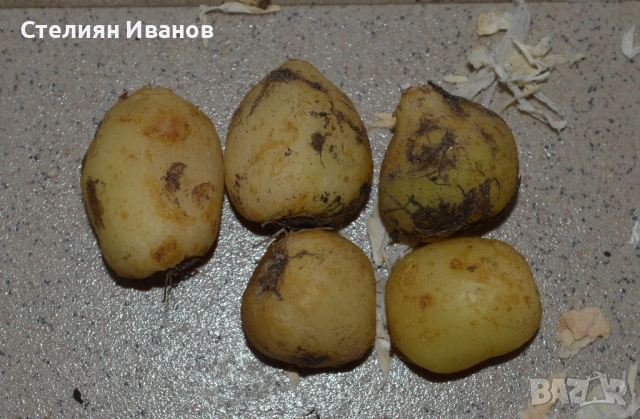 Хиацинтоидес, лъжезюмбюл – син (Hyacinthoides non-scripta) – луковици, снимка 2 - Сортови семена и луковици - 52372455