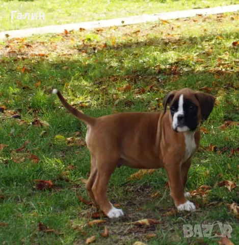 Немски боксер 