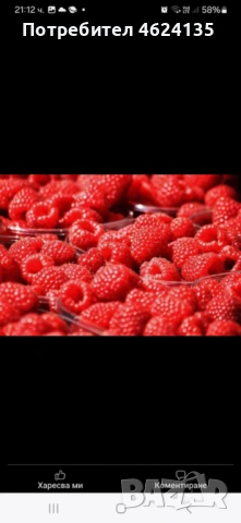 Целогодишен разсад ягоди и малини , снимка 7 - Сортови семена и луковици - 53621426