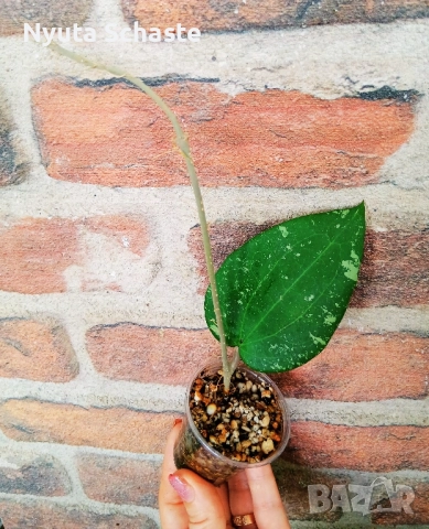 Hoya Glabra Splash , снимка 3 - Стайни растения - 50335021