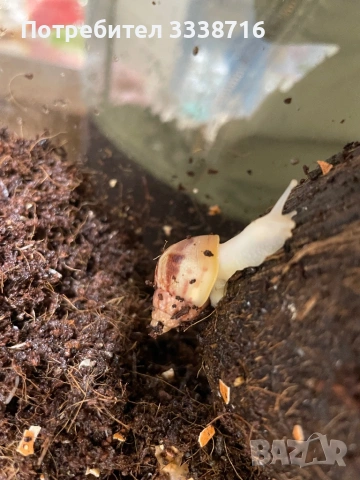 Африкански охлюви , снимка 2 - Други - 53721049