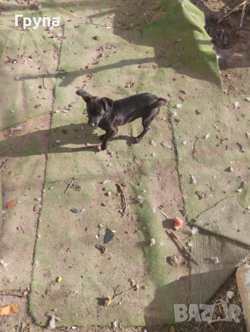 Продавам 2 Кучета , снимка 5 - Пинчер - 53068416