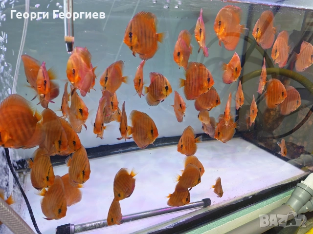 Дискуси, снимка 3 - Рибки - 51439805