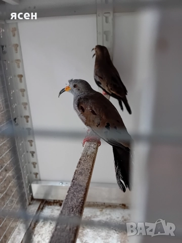 Продавам Перу гълъби , снимка 4 - Папагали - 52592031