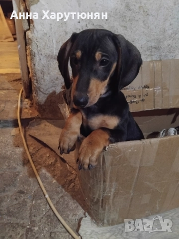 продавам две дакелчета , снимка 3 - Дакели - 52510552