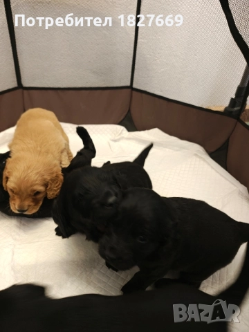 Кученца Кокершпаньол , снимка 5 - Други - 52822067