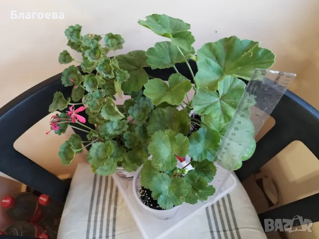 Комплект от 3 бр сортово Мушкато 9 €, снимка 6 - Стайни растения - 44395633