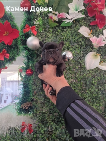 Френски булдог 