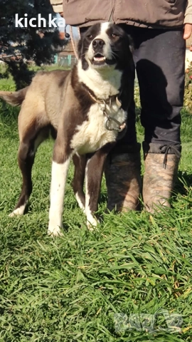 Средноазиатска овчарка - Алабай, снимка 3 - Средноазиатска овчарка - 52775561