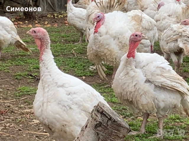 Пуйки , снимка 5 - Кокошки и пуйки - 53830036