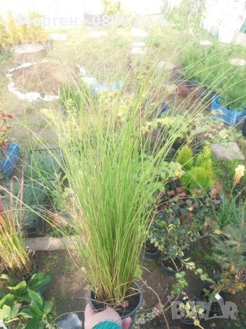 Карекс - Декоративна трева, снимка 12 - Градински цветя и растения - 40887333