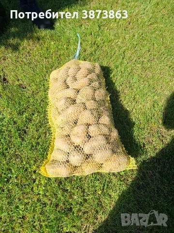 картоф на едро и дребно , снимка 1