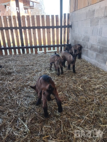 продавам ярета френски алпин , снимка 7 - Кози - 53735476