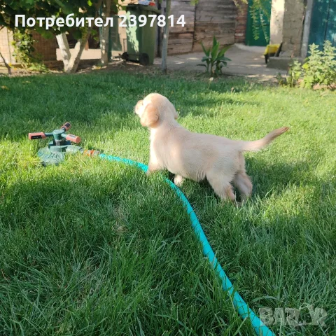 Лабрадор ретривър , снимка 7 - Лабрадор ретривър - 55743243