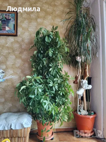 Цветя,Зелено дърво,Шефлера,уникално, снимка 6 - Стайни растения - 56233733