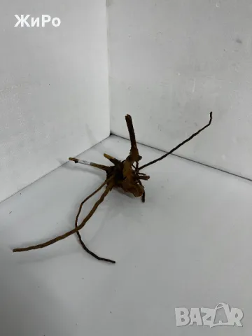 Корен от Азалия /декорация/ 5, снимка 4 - Други - 48577863