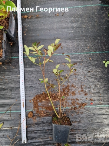 раздад боровинки , снимка 15 - Разсади - 51913927