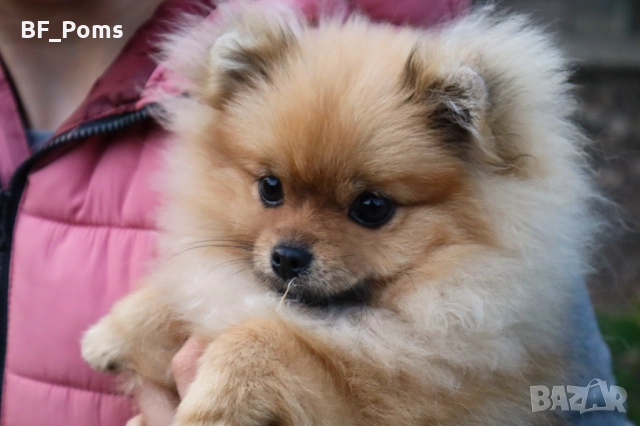 Миниатюрно момиченце померан с родословие FCI
