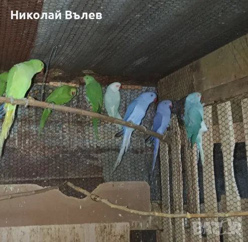 Малки александри , снимка 4 - Папагали - 56140007