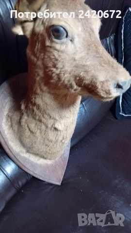 препарирана глава сърандак Препарирана бялка Препарирана катеричка., снимка 10 - Други - 52065871