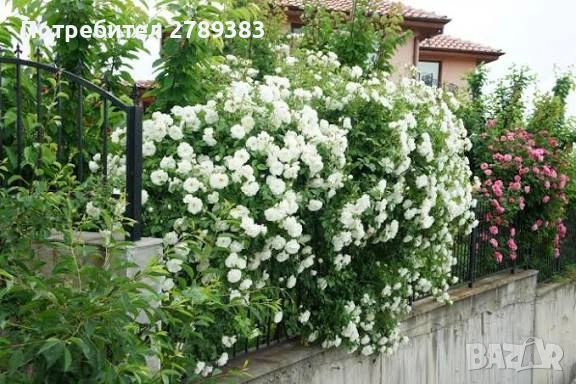 Катерливи рози 6 цвята , снимка 2 - Градински цветя и растения - 53443915