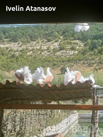Фенерлии, снимка 8 - Гълъби - 50673891