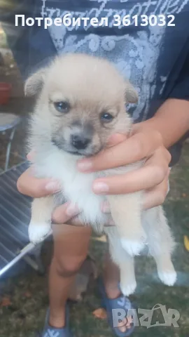 Подарявам кучета, снимка 3 - Джак ръсел териер - 55903811