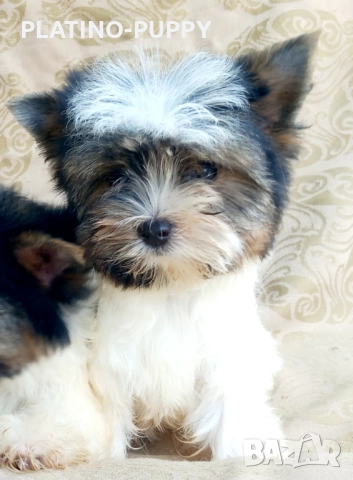 Йорки Бивер, снимка 3 - Йоркширски териер - 52465850