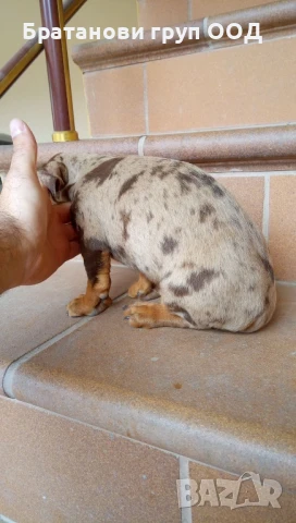 Дакел Шоко мерле, снимка 8 - Дакели - 50862299