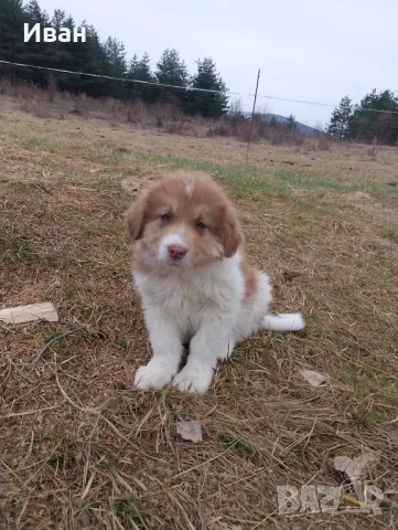 Българско овчарско куче , снимка 1