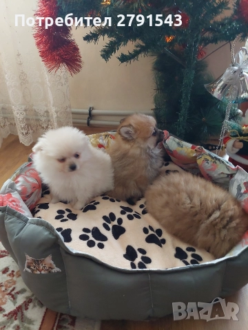 померан померанче , снимка 3 - Померан - 52874971