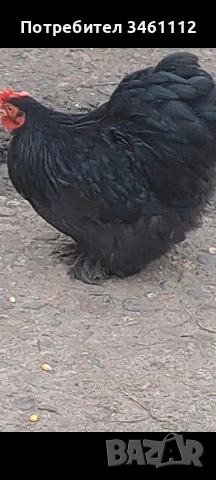 продавам петлета мини кохин 10 бройки може и ярки!, снимка 2 - други­ - 53065889