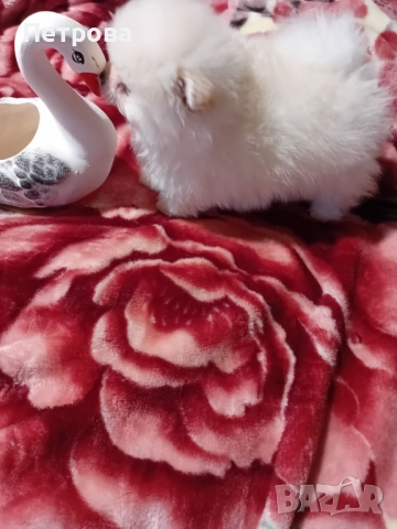 померан мини, снимка 3 - Померан - 52594232