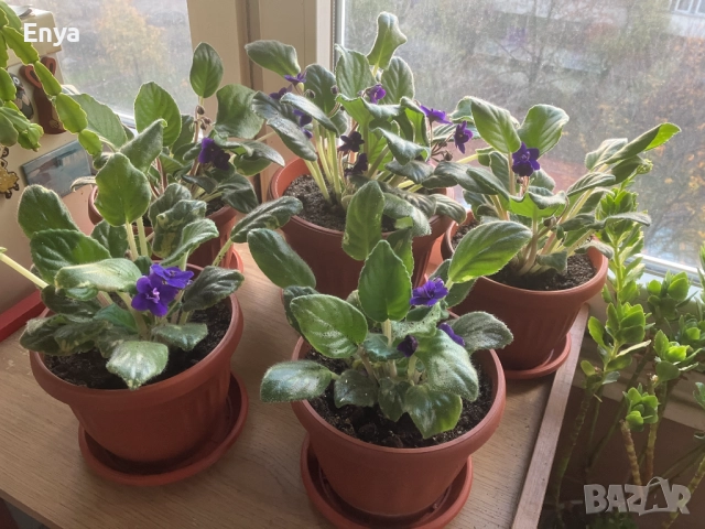 Виолетови теменужки в саксия, снимка 3 - Стайни растения - 36841438