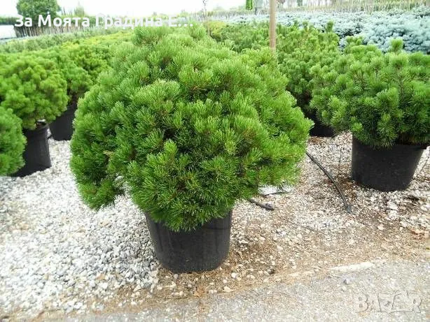 Клек - Pinus mugo pumilio, снимка 3 - Градински цветя и растения - 49489919