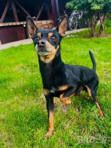 мини пинчер за РАЗПЛОД