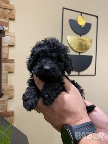 Пудел "мини" , снимка 8 - Пудели - 52250133