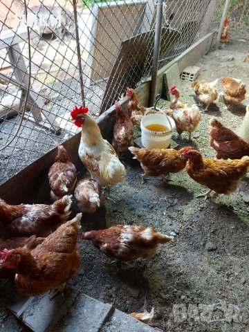 Продавам петли и кокошки носачки  ломан браун, снимка 2 - Кокошки и пуйки - 41755492