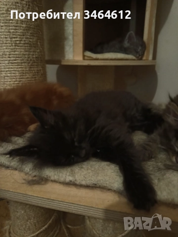 Мейн куун котенца