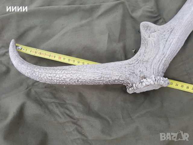 Еленов рог, снимка 5 - Антикварни и старинни предмети - 52650223