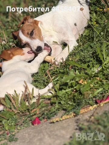 🐶 Продава се чистокръвен Джак Ръсел ❤️, снимка 2 - Джак ръсел териер - 56226393
