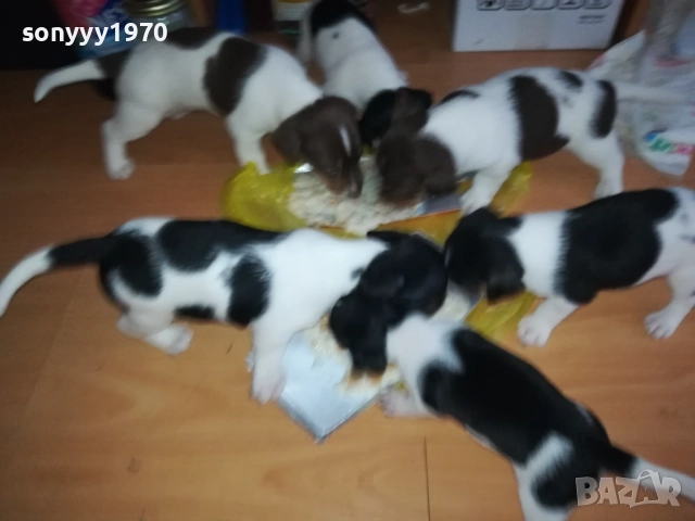 JACK RUSSELL-БЕБЕТА ДЖАК РЪСЕЛ 1609250639, снимка 2 - Джак ръсел териер - 51727864