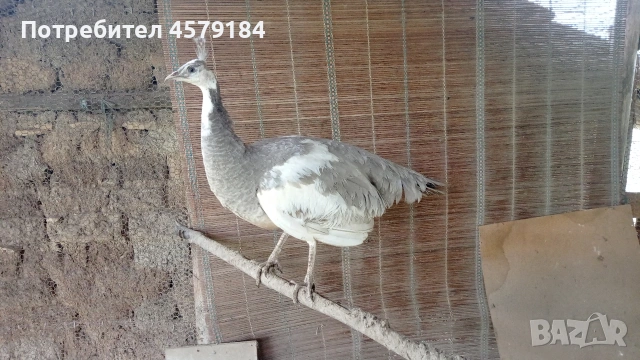 пауни Арлекин Опал , снимка 4 - други­ - 53034760