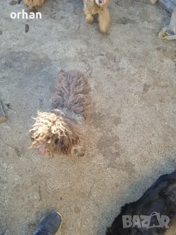 женско логото работеща , снимка 1