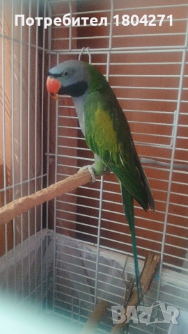 Китайски Александър 