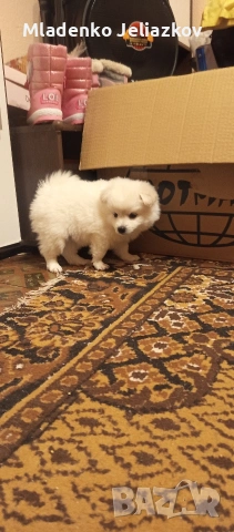 мини шпиц момиченца, снимка 3 - Померан - 53742570