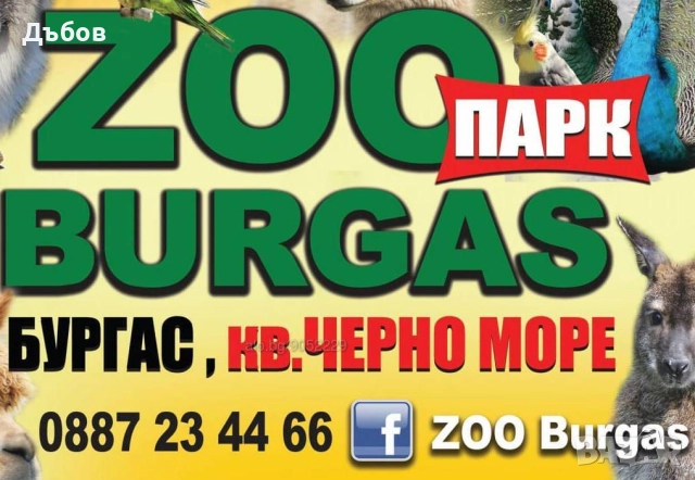 Ферма за пауни,Бургас - продава пауни, снимка 4 - Други - 52197820