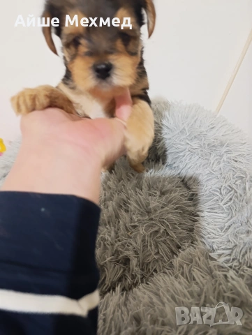 йоркширски териер