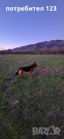 Мъжка дългокосместа немска овчарка за разплод., снимка 3 - Немска овчарка - 49048510