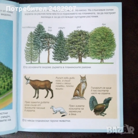 "Енциклопедия на гората" , снимка 7 - Енциклопедии, справочници - 50999235